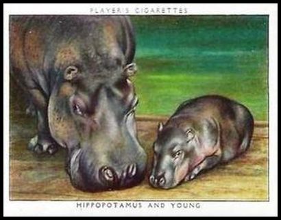 38PZB 9 Hippopotamus and Young.jpg